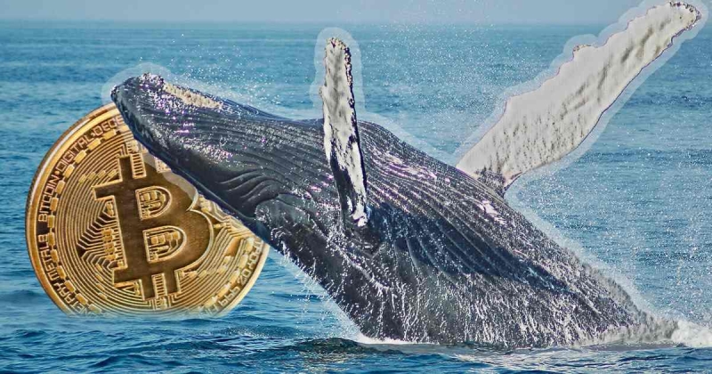 Покупавший биткоины целый год кит отчаялся и продал монеты с убытком