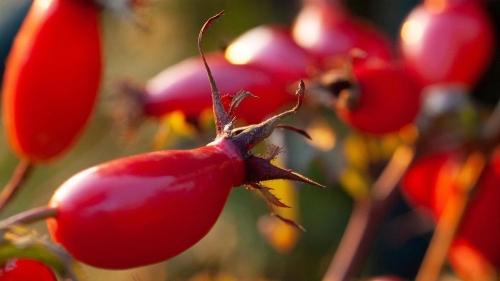 В чем польза и вред шиповника и как правильно его заваривать