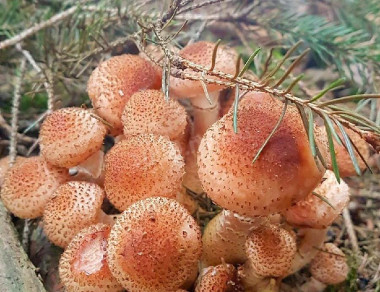 Маринованные опята в банках на зиму